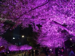 -西北湖绿化广场