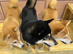 -柴源莊·柴小宠柴犬咖啡