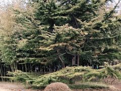 -莲花池公园