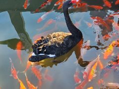 -南京汤山紫清湖生态旅游温泉度假区