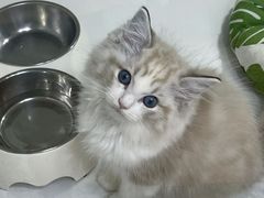 -青奢宠物·青奢猫舍