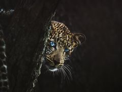 -罗红摄影艺术馆