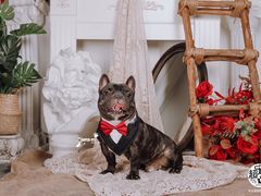 -超宠爱宠物摄影-Super pet