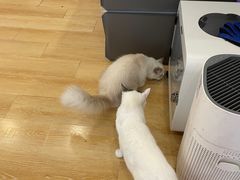 -猫咪派对(江南西店)