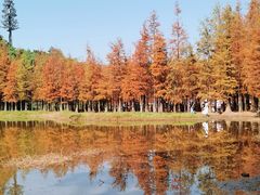 -番禺大夫山森林公园