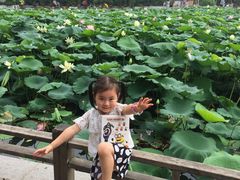 荷花池-紫荆山公园