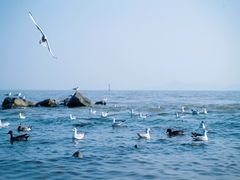-深圳湾公园(南山区)