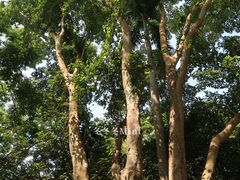 -中国科学院西双版纳热带植物园