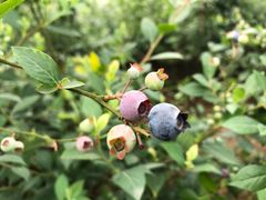 -金谷域澳洲庄园