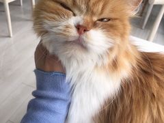 -喵的天空名猫咖啡馆·撸猫·猫舍·用品