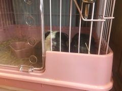 -藦茜花园宠物主题亲子互动体验馆(国顺东路店)
