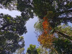 -深圳仙湖植物园