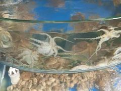 -蓝珊甄选海鲜自助·火锅大排档(近阿那亚店)