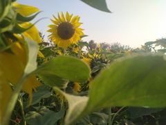 -映月湖中央公园