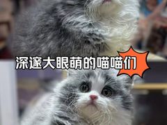 -三花喵·撸猫购宠·宠物生活馆(虹桥南丰城店)