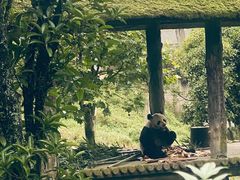 -中国大熊猫保护研究中心雅安碧峰峡基地