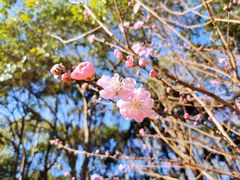 -上海滨江森林公园
