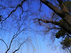 -合肥滨湖国家森林公园