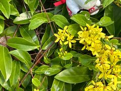 -武吉知马自然保护区