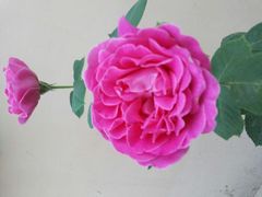 android_upload_pic-吾味小厨(沈阳梅江店)