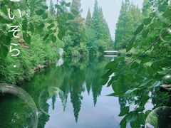-东平国家森林公园