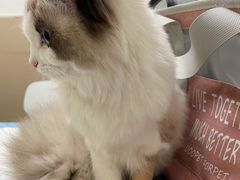 -安安宠医·臻爱宠物医院·宠保定点(营门口路分院)