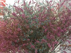 -土豆口腔(凤凰北总店)