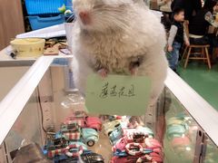 -藦茜花园宠物主题亲子互动体验馆(国顺东路店)