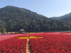 -广州市石门国家森林公园