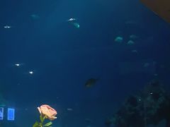 -海棠湾洲际-涛·海底餐厅·美人鱼·自助餐·海底隧道