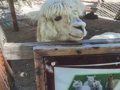 -北京鹿世界主题园