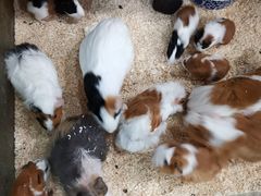 -上海大自然野生昆虫馆(东方明珠·爬宠昆虫探索中心)