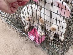 -前小桔亲子创意农场·草莓采摘·露营烧烤