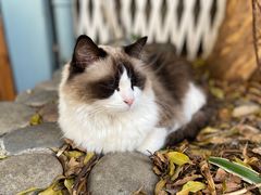 -喵屿·大理花园猫咖