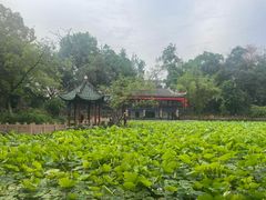 -房湖公园