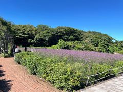 -济州森林小火车生态公园