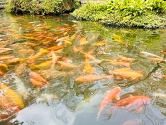 -莫里热带雨林景区