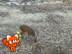 -北京麋鹿生态实验中心