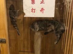 包房-喵匠猫主题咖啡(凯德和平广场店)
