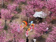 -天适樱花悠乐园