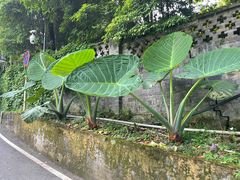 -南山植物园