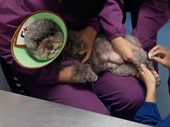 -特一安24小时宠物医院·骨科·中兽医