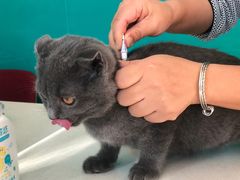 -乐琪宠物医院·犬猫专科·骨外科·急重症