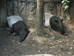 -清迈夜间动物园