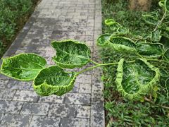 -云溪植物园