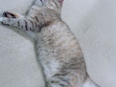 -藏猫猫咖啡主题馆(中央大道店)