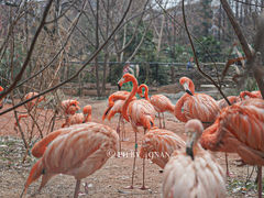 -ZOO COFFEE动物园咖啡(红山森林动物园店)