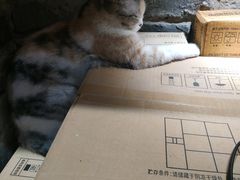 -猫色咖啡·猫咖