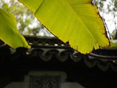 -秋霞圃