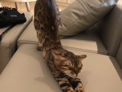 -猫腻·猫咖·撸猫馆(星光大道店)